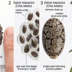 Chia