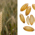 Durum