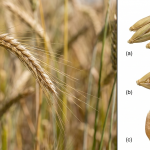 Spelt (Dinkel)