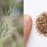 Teff
